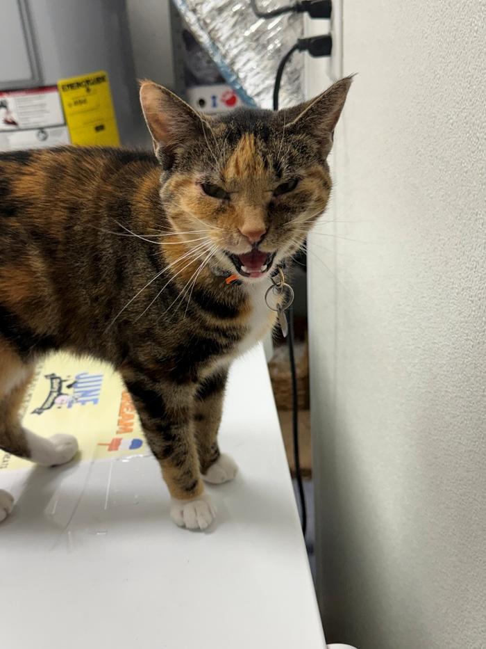 Cat patient at Animal Health Clinic